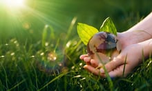 Climate strategy puts nature risk in the spotlight – and Canadian directors on notice