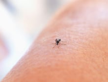 Dengue surge in Samoa prompts swift New Zealand response